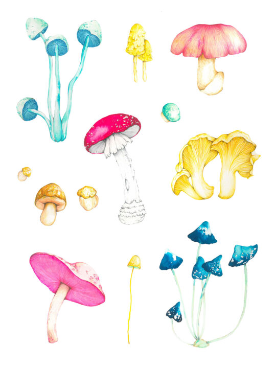 ioana petre mushrooms