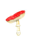 ioana petre amanita muscaria