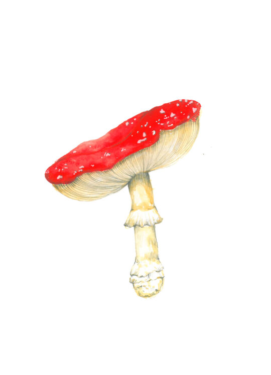 ioana petre amanita muscaria