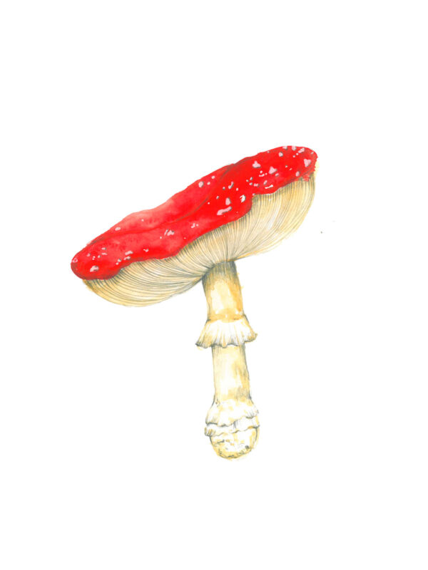 ioana petre amanita muscaria